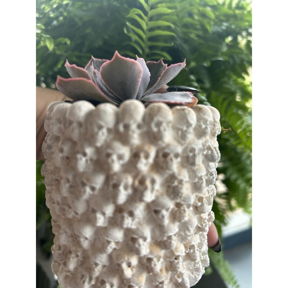 Skull Concrete Planter – Handmade Cement Succulent Pot, Handmade In Texas